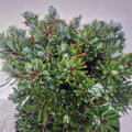 Abies koreana WELLENSEIND
