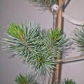 Pinus parviflora MIYAJIMA