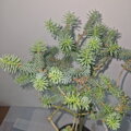 Abies pinsapo HORSTMANN