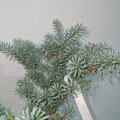 Abies koeana SHORTY