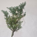 Abies koeana SHORTY