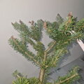 Abies koreana PFIFF