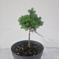 Picea abies WICHTEL