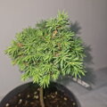 Picea abies WICHTEL
