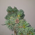 Pinus parviflora KIN-PO