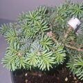 Abies pinsapo MAROKO