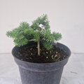 Abies pinsapo MAROKO