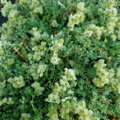 Paronychia kapela
