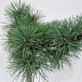 Pinus parviflora KAREN