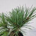 Pinus cembra JOHNY BLUE
