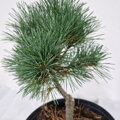 Pinus parviflora DENDO