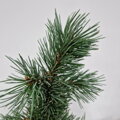 Pinus aristata BASHFUL