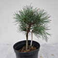 Pinus cembra MATTERHORN