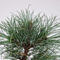 Pinus cembra MATTERHORN