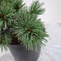 Pinus aristata SILVER HEELS
