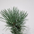 Pinus cembra SABATSHUTTE