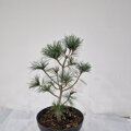 Pinus ayacahuite ROMAN