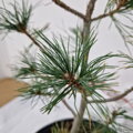 Pinus ayacahuite ROMAN