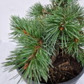 Pinus aristata VERDEN