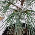 Pinus monticola SNOW WHITE