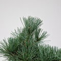 Pinus parviflora BILLIE