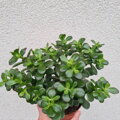 Crassula ovata Minor CRASS MINOR - TUČNOLIST
