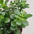Crassula ovata Minor CRASS MINOR - TUČNOLIST