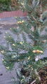 Abies koreana SILBERLOCKE 