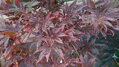  Javor dlaňovitolistý 'Atropurpureum' (Acer palmatum 'Atropurpureum')