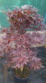  Javor dlaňovitolistý 'Atropurpureum' (Acer palmatum 'Atropurpureum')