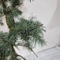 Picea engelmannii HOODIE