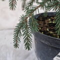 Picea abies INVERSA