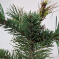 Pinus aristata SLOWINISKA