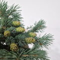 Picea engelmanii SQUAW DELIGHT