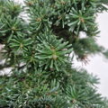 Abies balsamea WOLCOOT POND