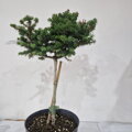 Abies balsamea HUGGER