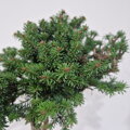 Abies balsamea HUGGER