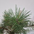 Pinus mugo pumilio J.H.