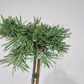 Abies concolor KOJAKOVICE