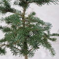Abies lasiocarpa MULLIGAN´S DWARF