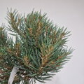 Pinus monophylla HOT SUMMER