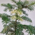 Abies koreana VANC VARIEGATA