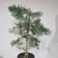 Abies concolor WINTERGOLD