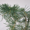 Abies concolor WINTERGOLD