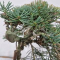 Abies concolor CIMARON
