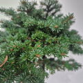 Abies balsamea BRANDON RECKER