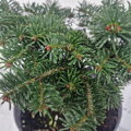 Abies nordmanniana PELI