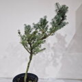 Abies koreana SHORTY