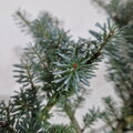 Abies koreana SHORTY