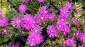 Delosperma cooperi